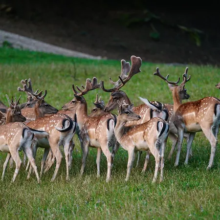 Casa de hóspedes Sobe Jelen Jelenov Greben 4*