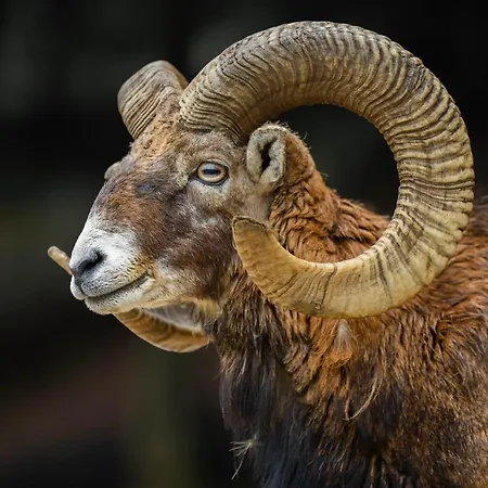 Sobe Jelen Jelenov Greben Casa de hóspedes