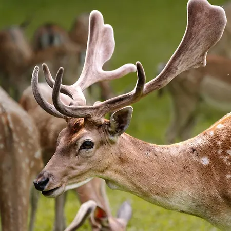 Sobe Jelen Jelenov Greben 4* Podčetrtek