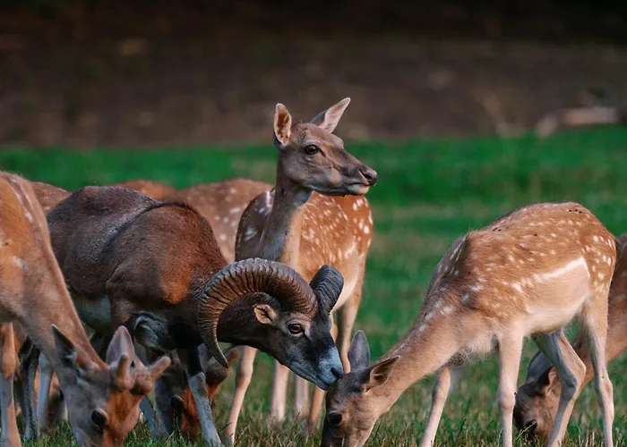 ゲストハウス Sobe Jelen Jelenov Greben ポドチェトルテク