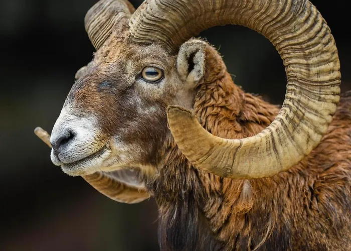 Sobe Jelen Jelenov Greben ゲストハウス