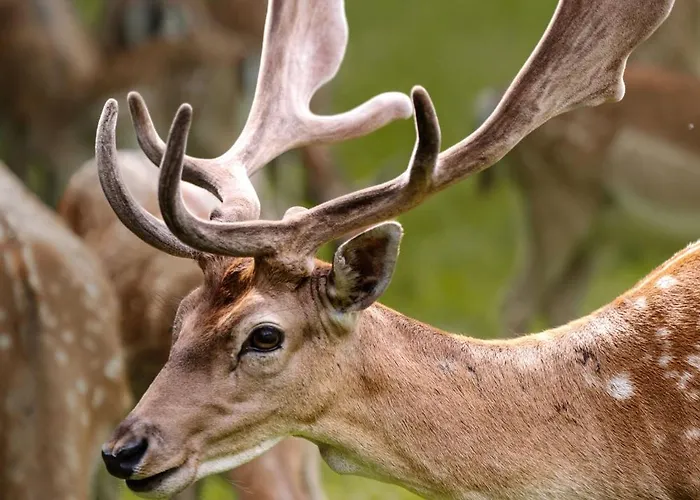 Sobe Jelen Jelenov Greben 4* ポドチェトルテク